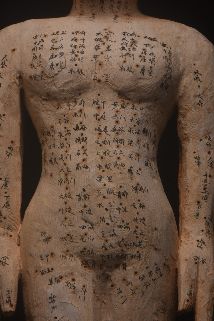 Old Fragrant Camphor Wood [acupuncture and moxibustion Man]