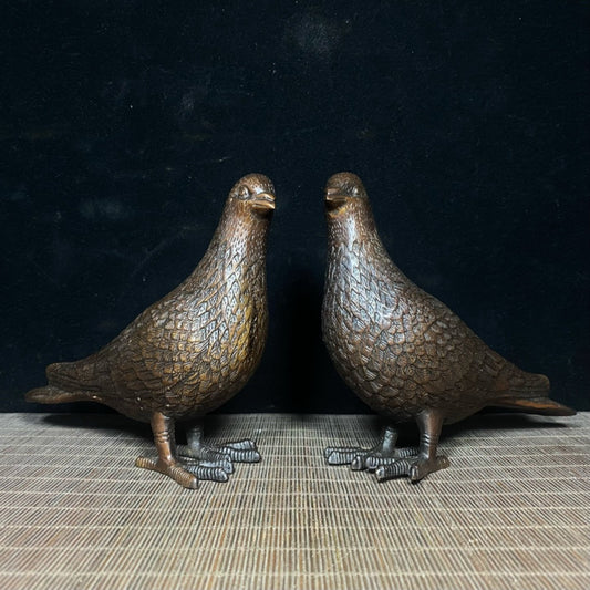 Pure copper male and female carrier pigeons