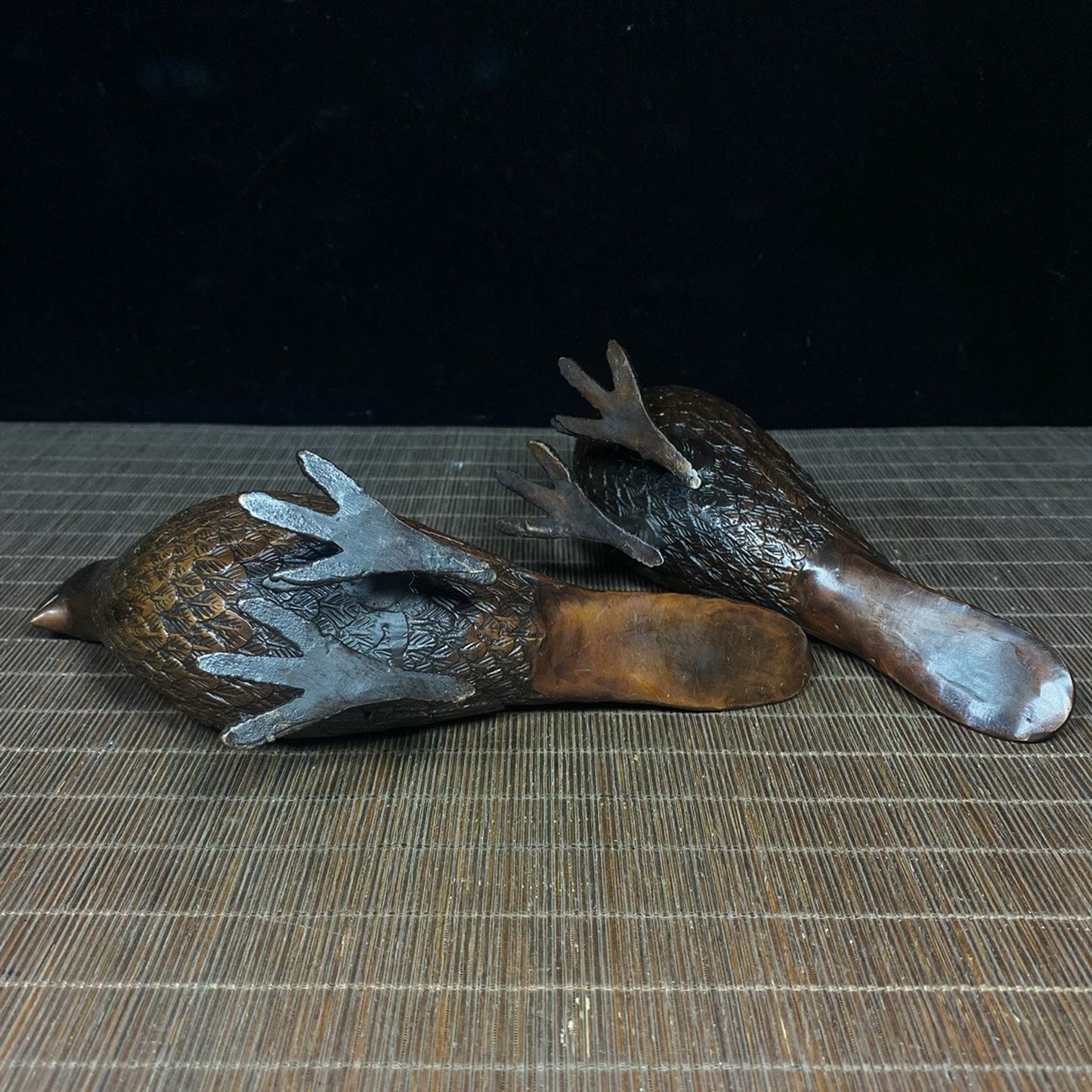 Pure copper male and female carrier pigeons